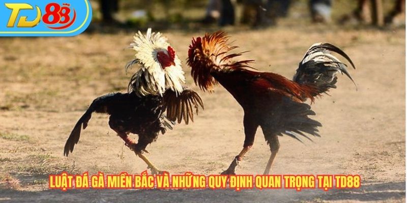 Luật Đá Gà Miền Bắc Và Những Quy Định Quan Trọng Nhất