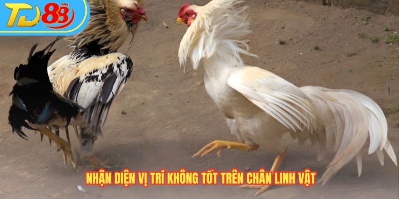 Nhận diện vị trí không tốt trên chân linh vật