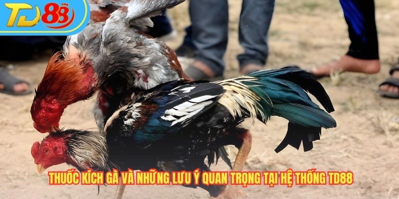 Thuốc Kích Gà Và Những Lưu Ý Quan Trọng Từ Chuyên Gia