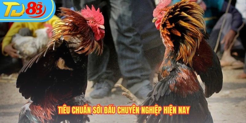 Tiêu chuẩn sới đấu chuyên nghiệp hiện nay