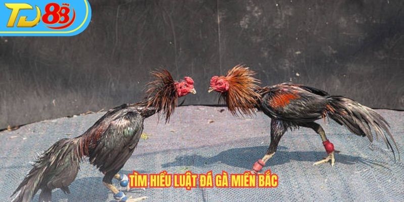 Tìm hiểu luật đá gà miền Bắc